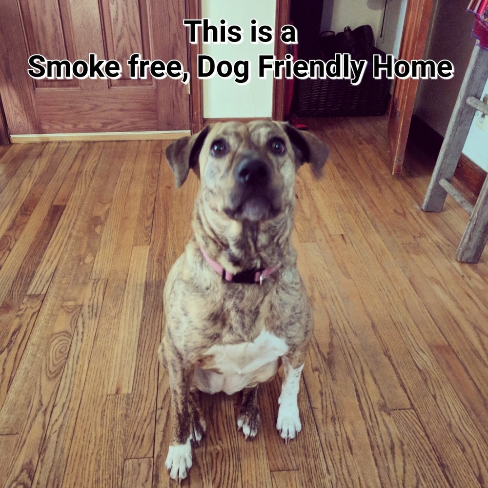 Meet Willow!! Smoke Free & Dog Friendly Home