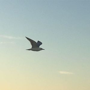 Meet your Posher, Alma