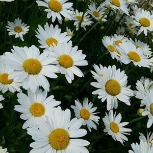 Meet your Posher, Caelee