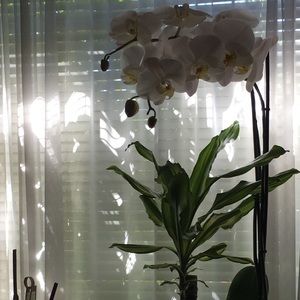 Meet your Posher, Diana