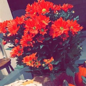 Meet your Posher, Milena