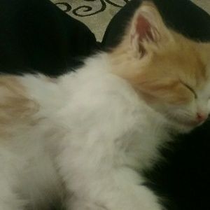 Meet your Posher, Billie