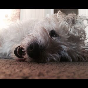 Meet your Posher, Emma