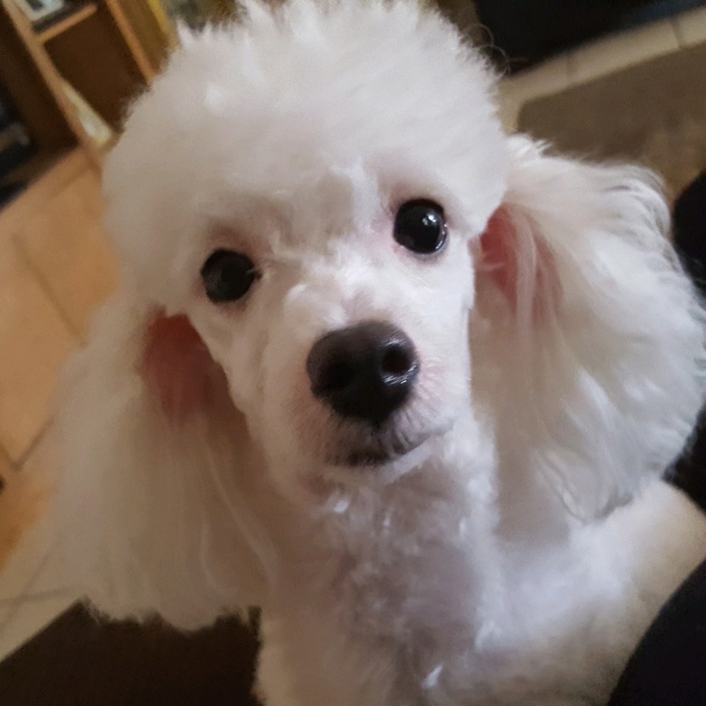 Meet your Posher, Sunny