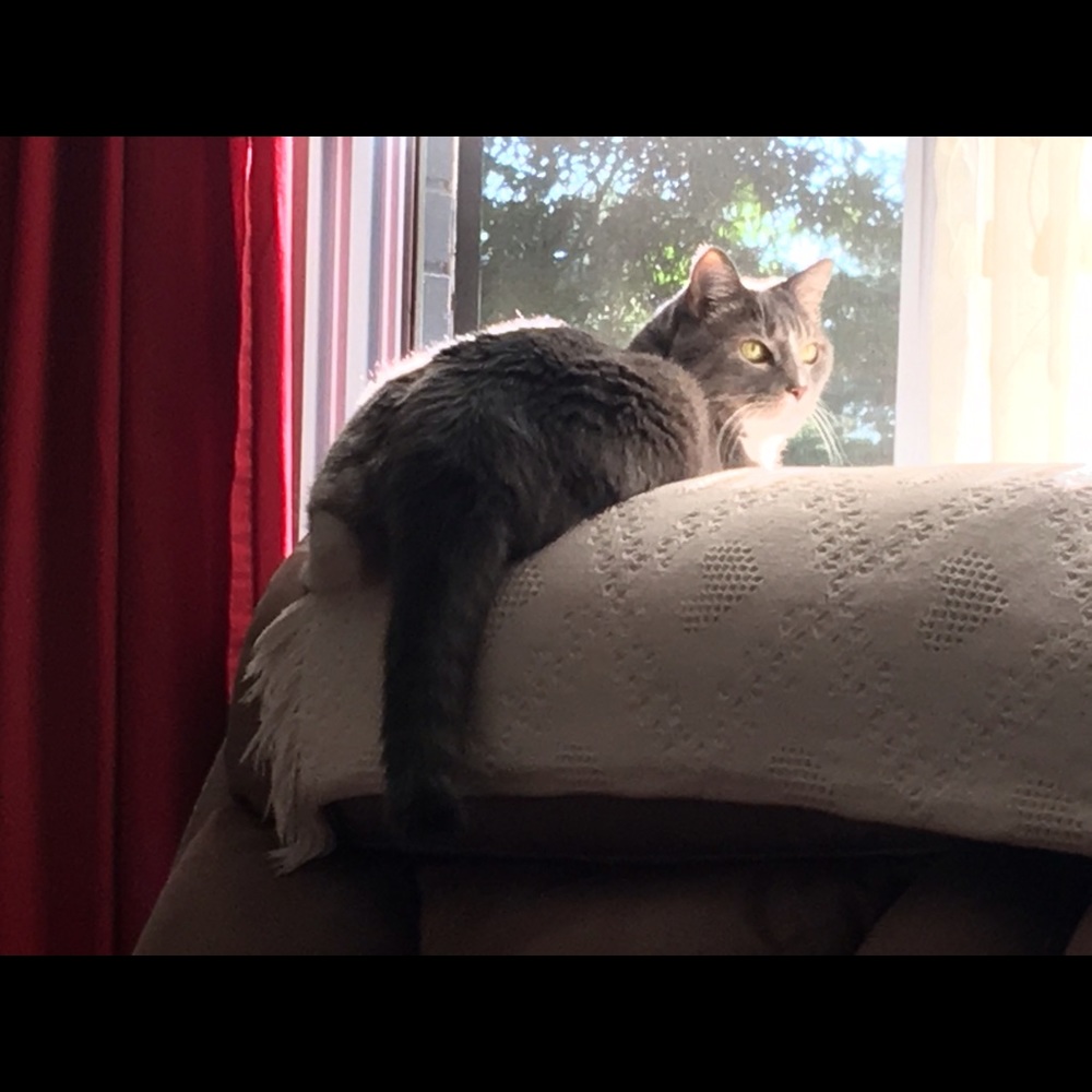 Meet your Posher, Bobbie