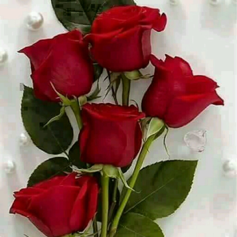 Meet your Posher, Antonia