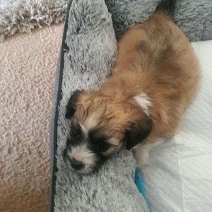 Meet your Posher, Devin