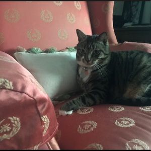 Meet your Posher, Dymphna