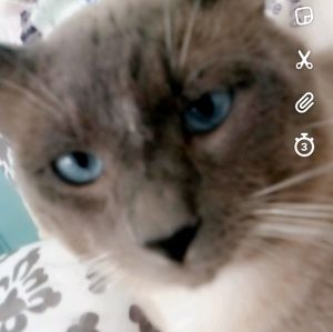 Meet your Posher, Natalie