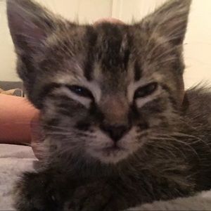 Meet your Posher, Francis