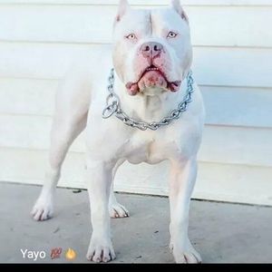 Meet your Posher, Jerry