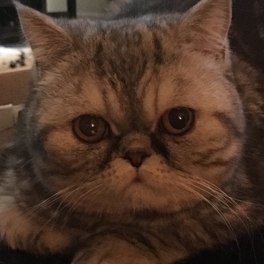 Meet your Posher, Cheryl