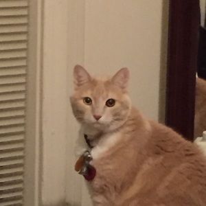 Meet your Posher, Thomas