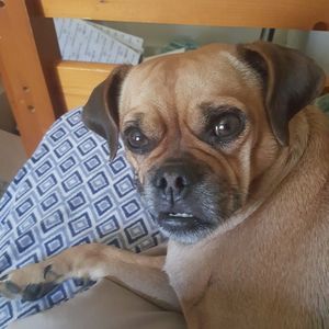 Meet your Posher, Rose anne