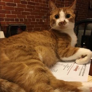 Meet your Posher, Jean