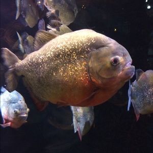 Meet your Posher, Omar