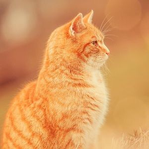 Meet your Posher, Lucy