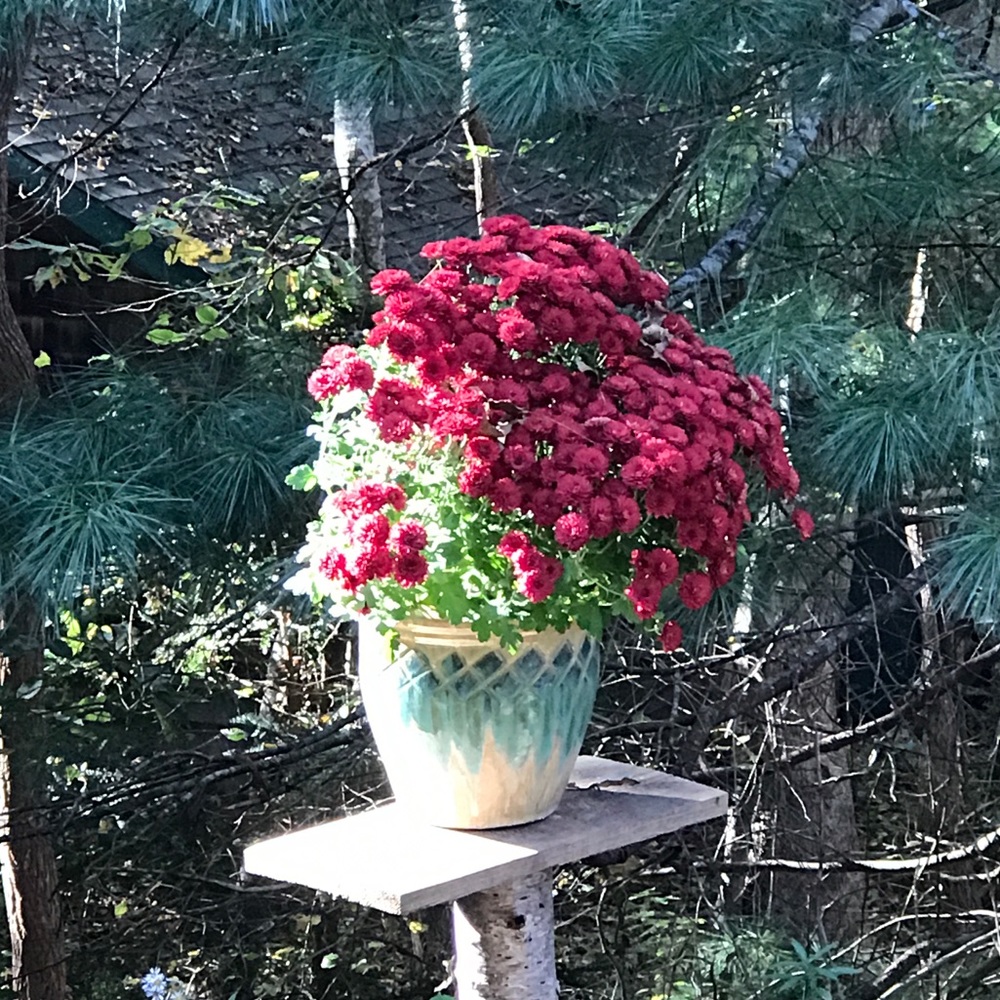 Meet your Posher, Betty