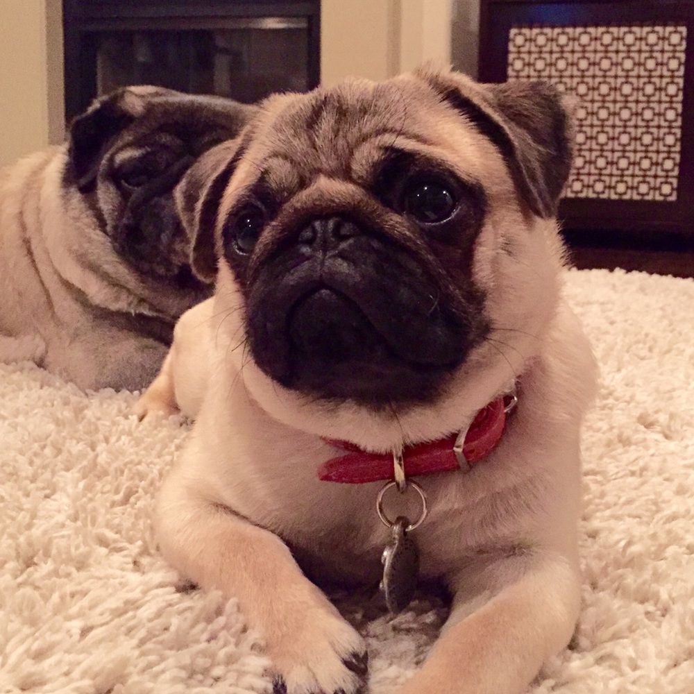 Meet your Posher, Grace