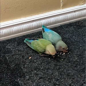 Meet your Posher, Dulce