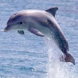 Meet your Posher, Lillian