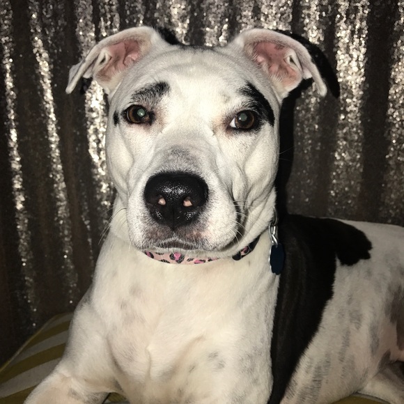 🙋🏻 MEET THE POSHER! - Picture 4 of 5