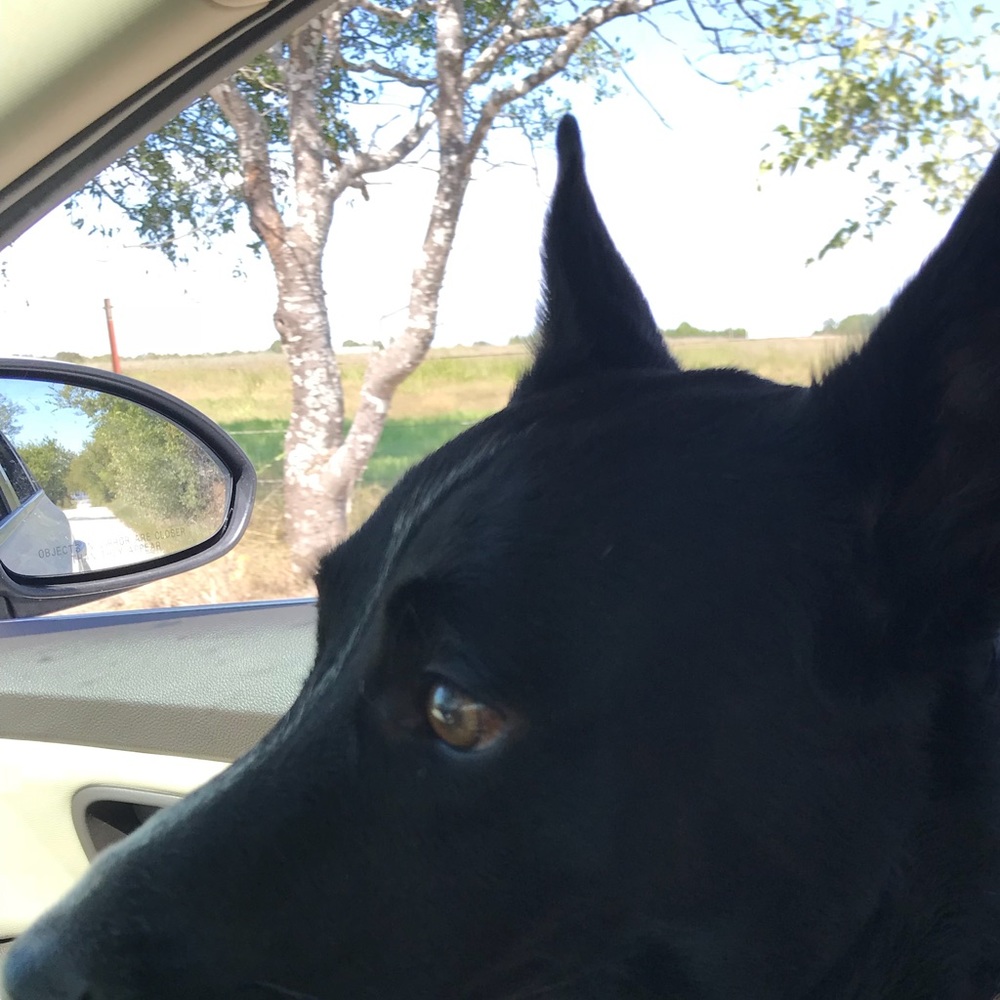 Meet your Posher, Renee