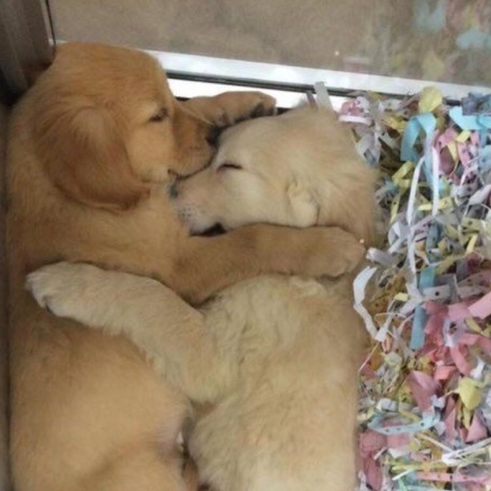 Meet your Posher, Leala