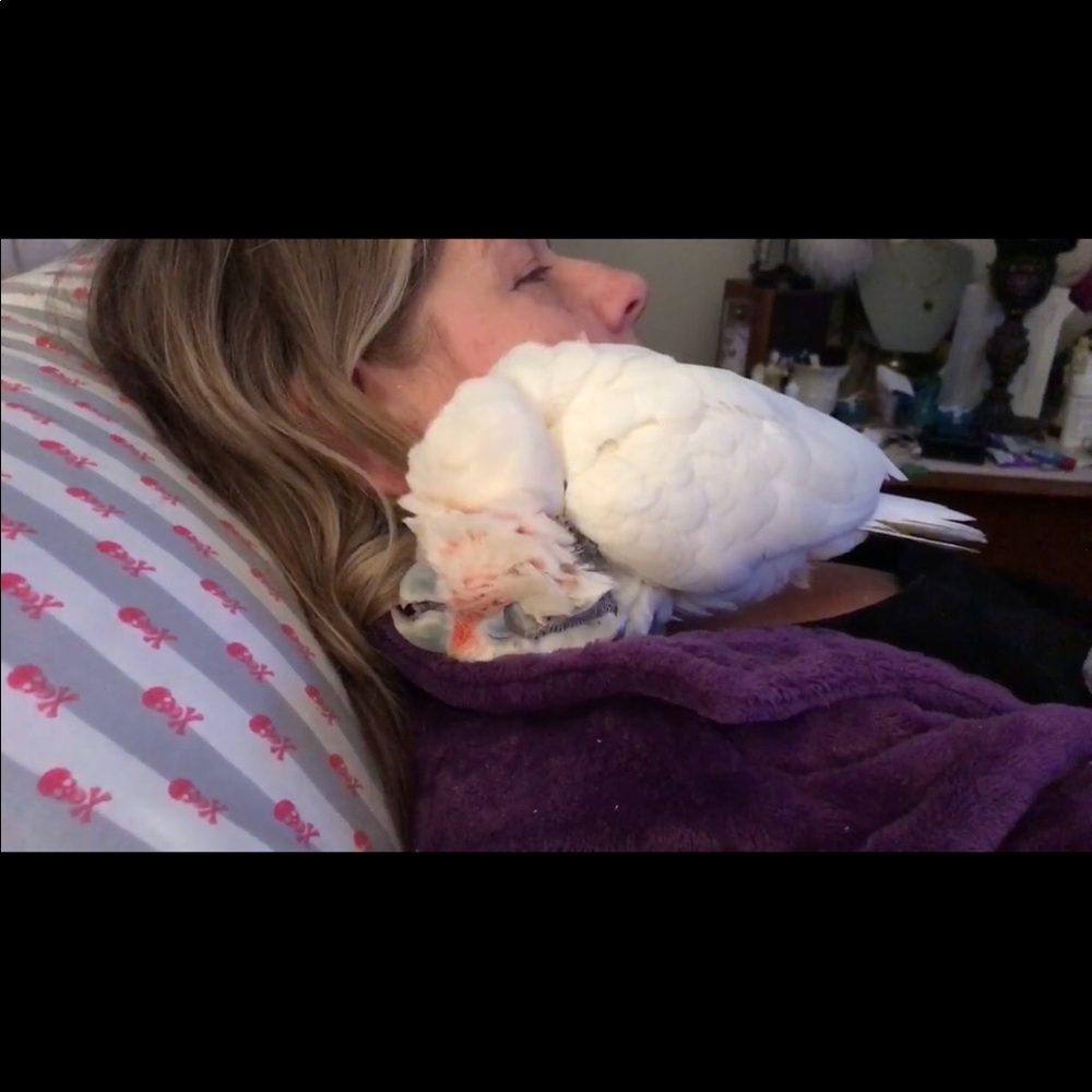 ❤️❤️Stellablue the Goffin Cockatoo ❤️❤️