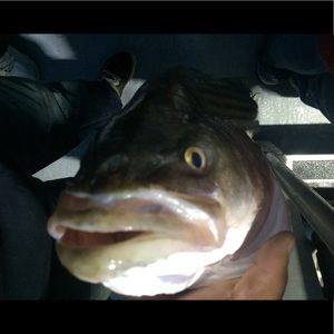 Meet your Posher, Edward