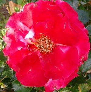 Meet your Posher, Cynthia