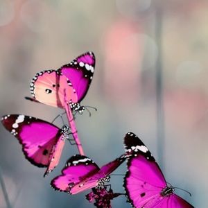 Meet your Posher, Gabriela