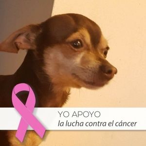 Meet your Posher, Daysi jacqueline