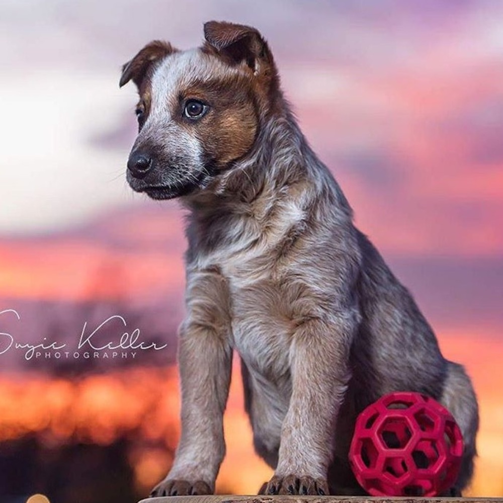 Meet your Posher, Max