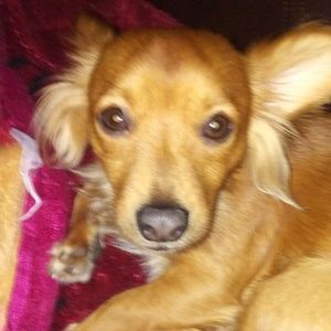 Meet your Posher, Leonardo