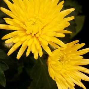 Meet your Posher, Mariana