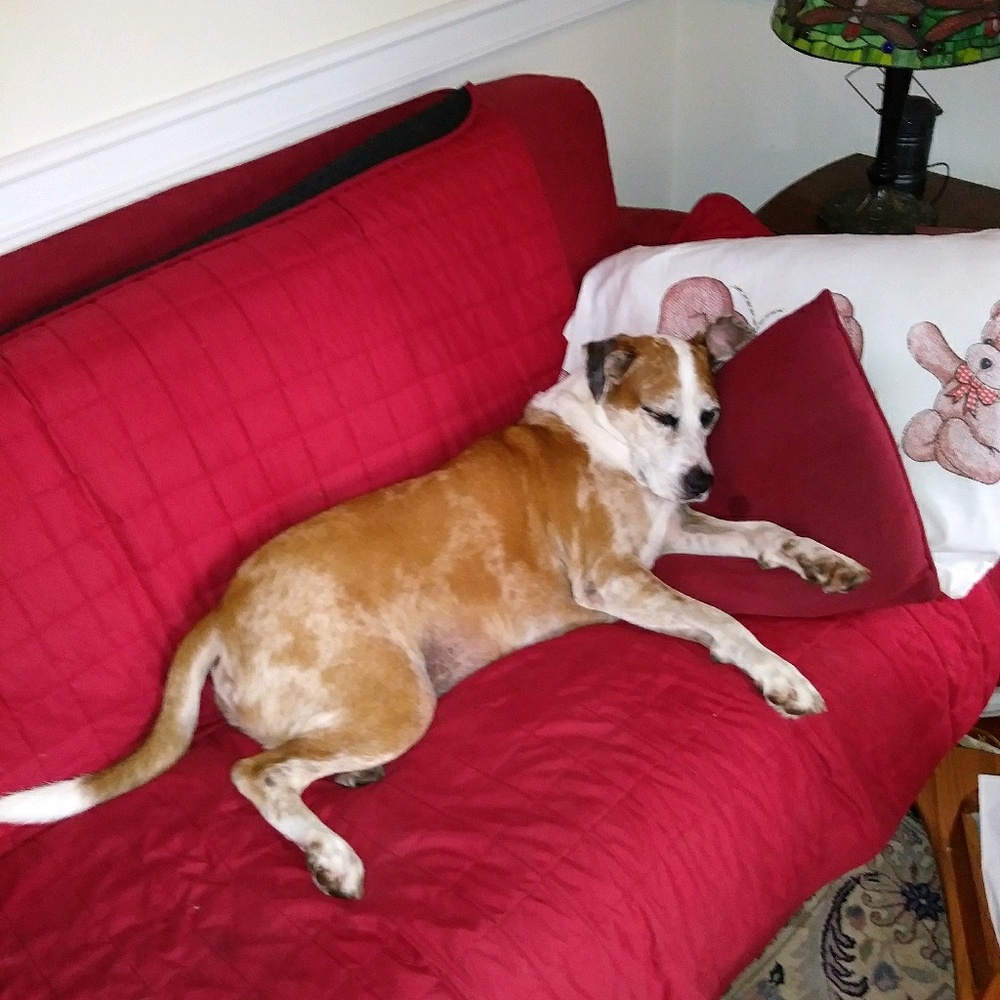 Meet your Posher, Eva