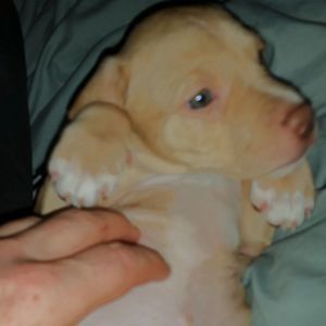 Meet your Posher, Luna