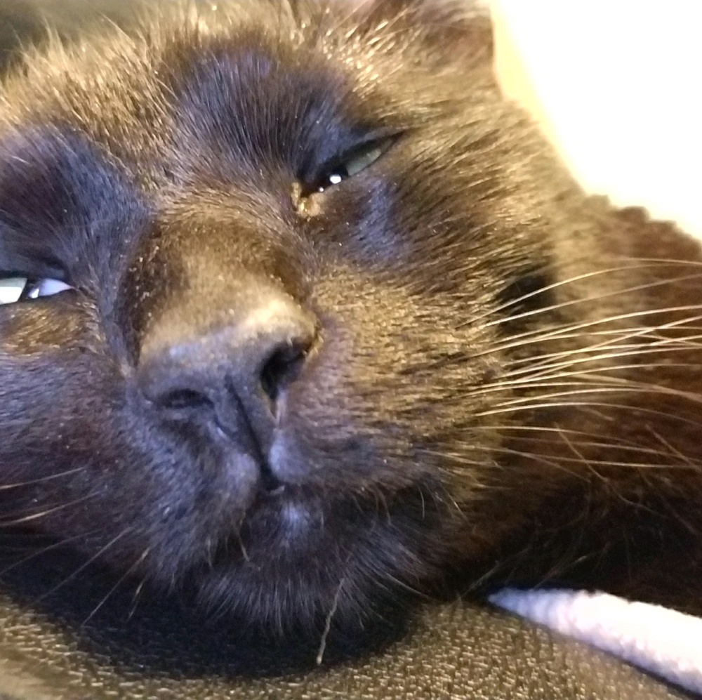 Meet your Posher, Sarisa