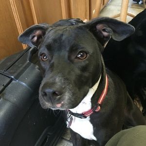 Meet your Posher, Betty