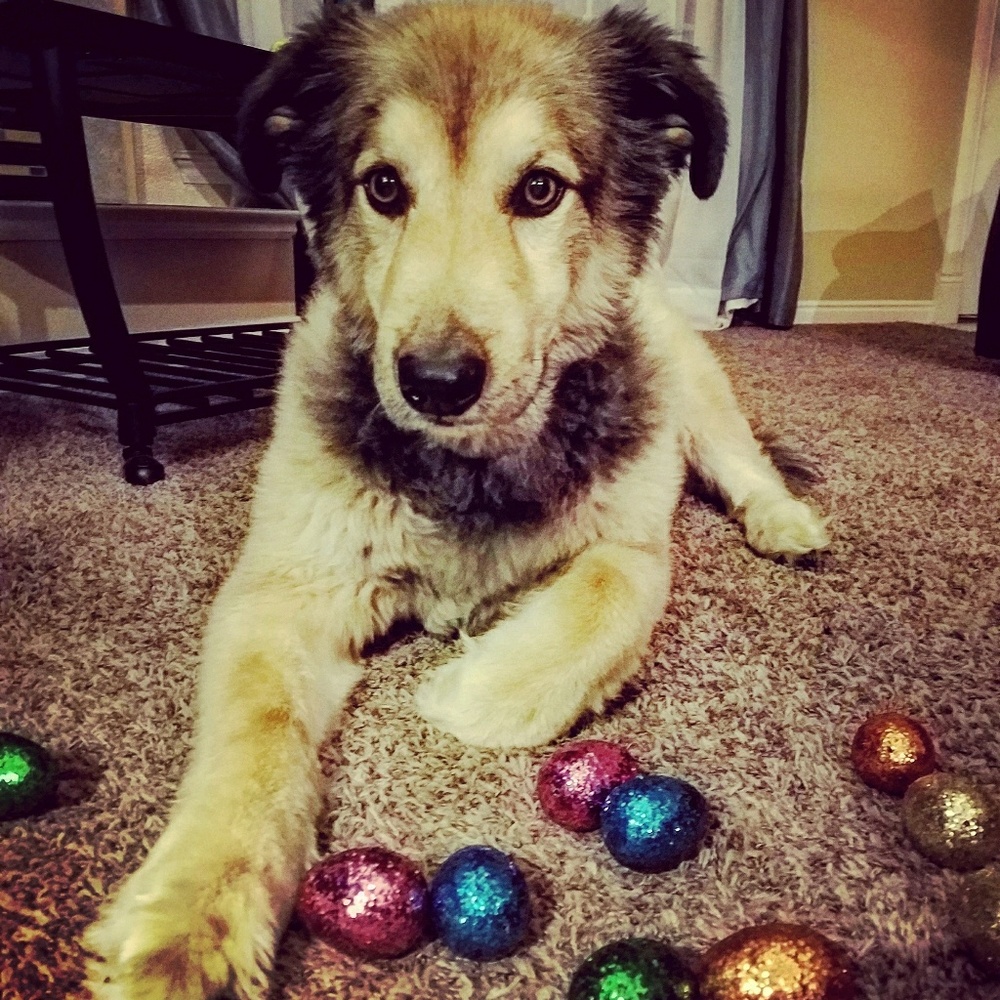 Meet your Posher, Jen