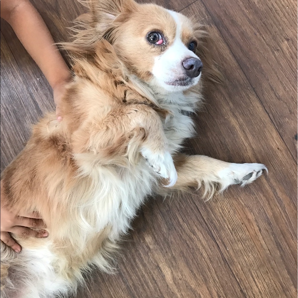 Meet your Posher, Luna