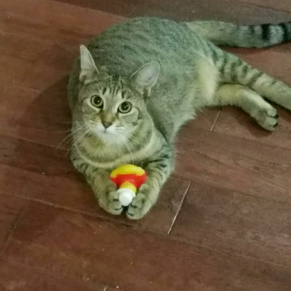 Meet your Posher, Rebecca