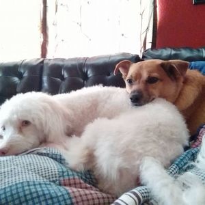 Meet your Posher, Lilia