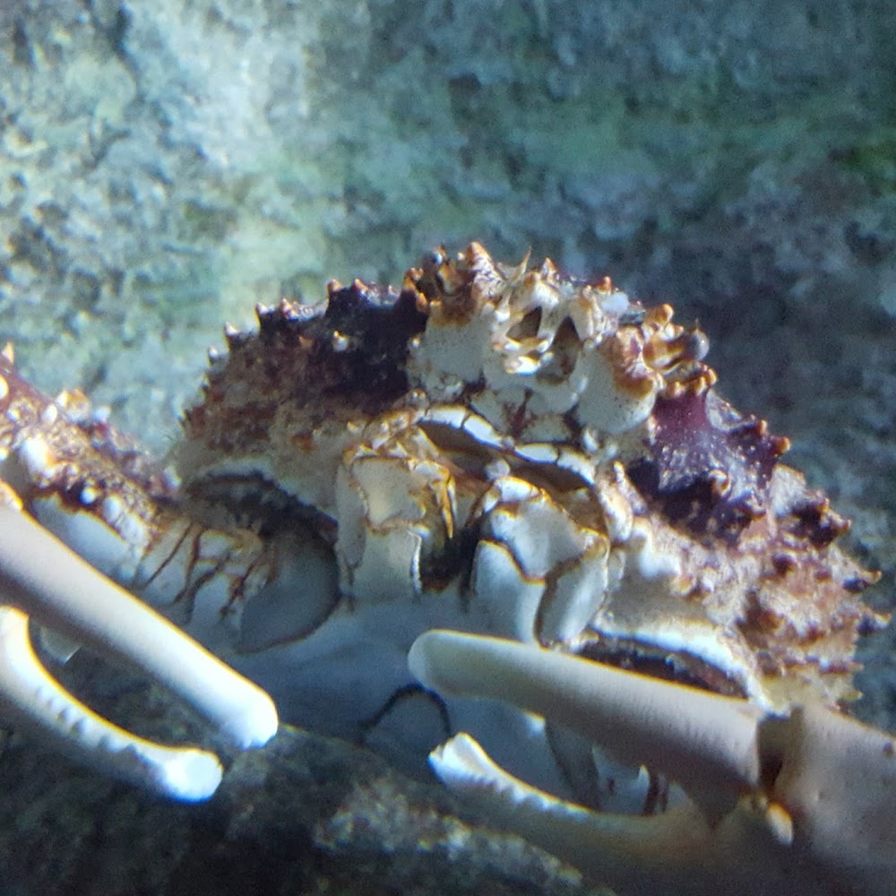 Meet your Posher, Carolyn