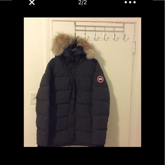 GreyCanada Goose