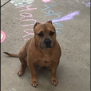 Meet your Posher, Baily