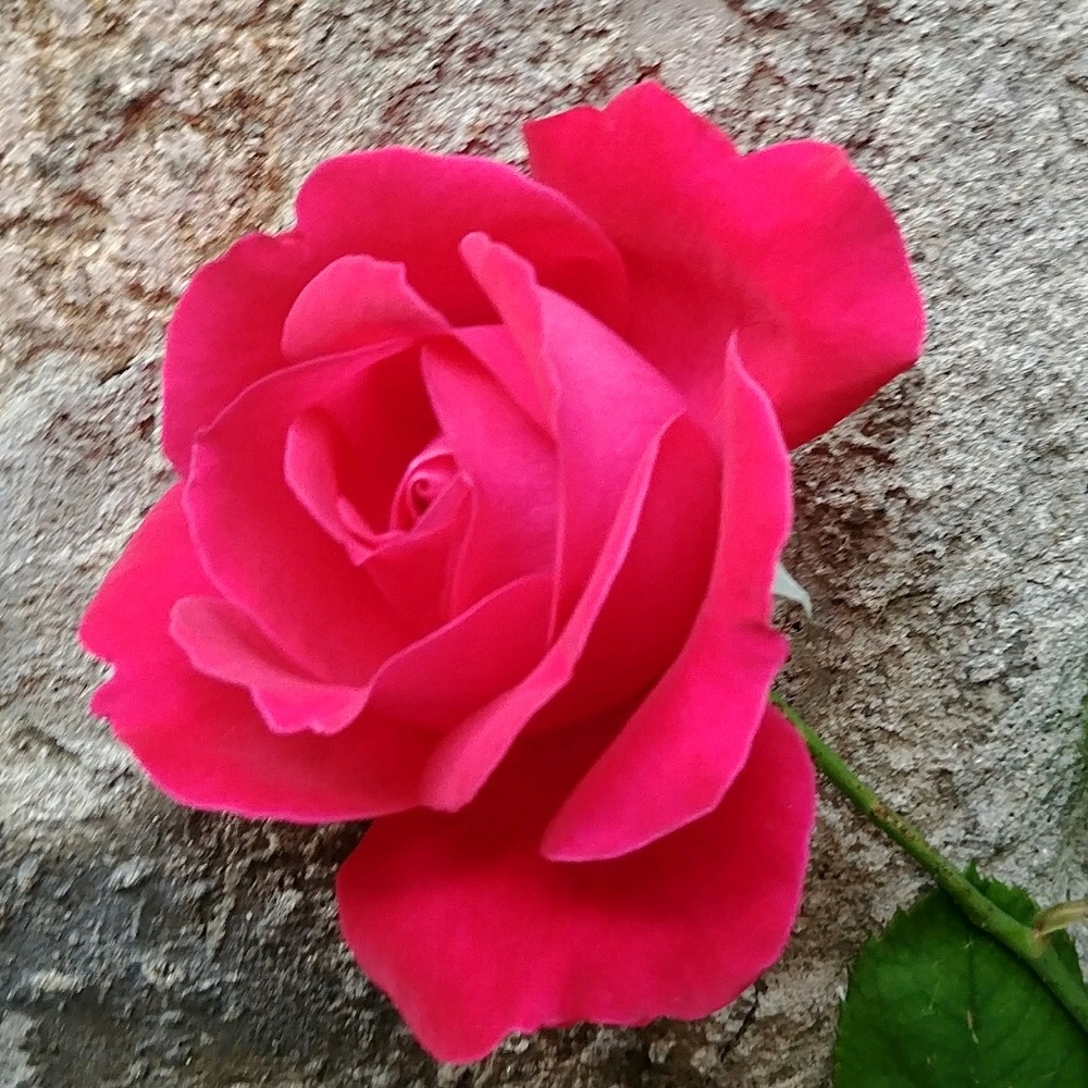 Meet your Posher, Maureen