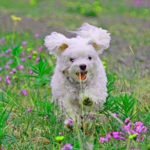 Meet your Posher, Barbara