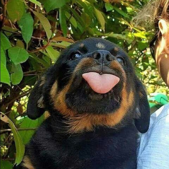 Meet your Posher, Amelia - Picture 1 of 1